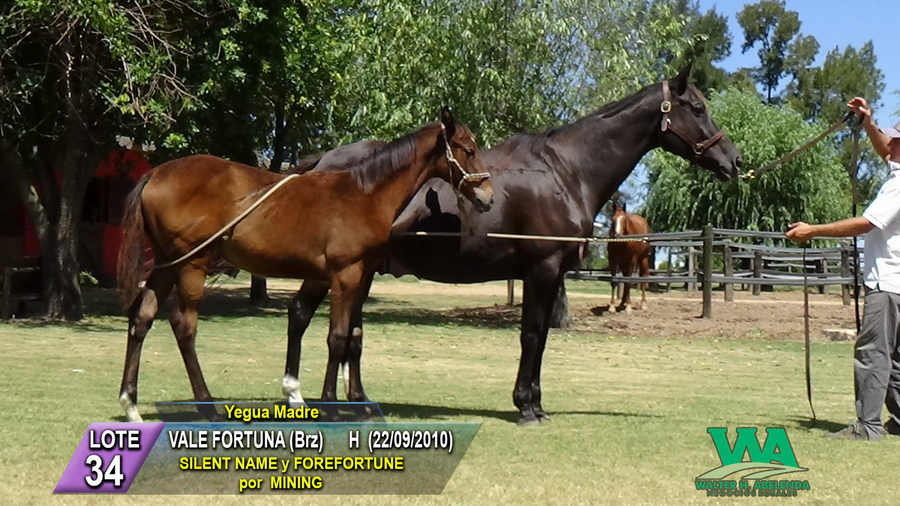 Lote VALE FORTUNA (Brz)