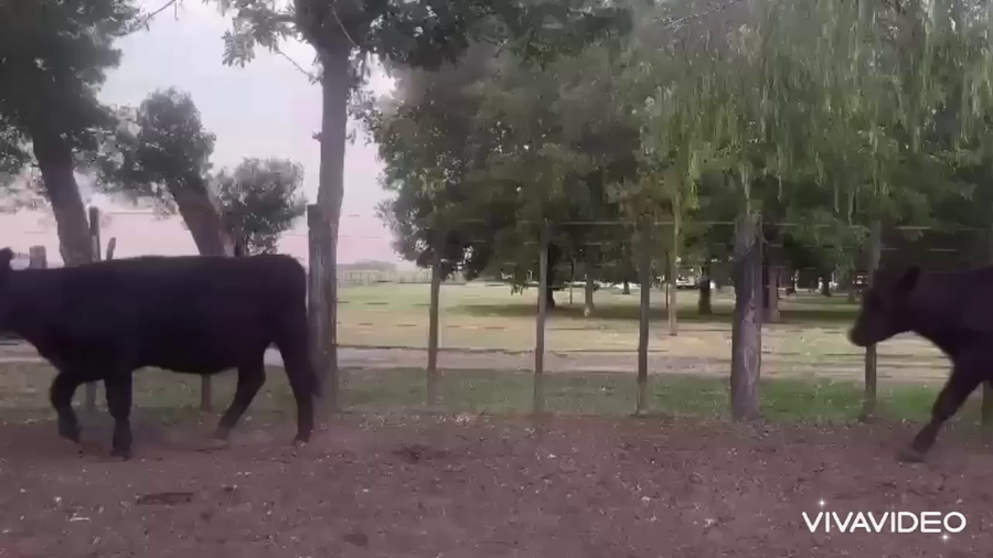 Lote 39 Vaquillonas P/ entorar