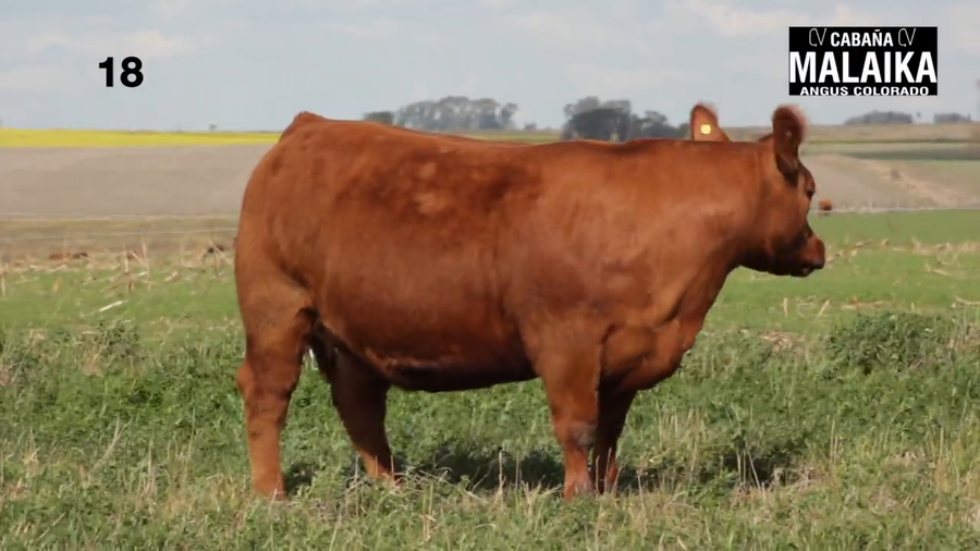 Lote "VAQUILLONA PURA DE PEDIGREE ""CABAÑA MALAIKA"""