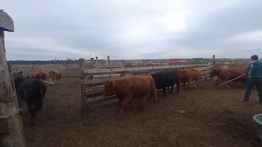 Lote 20 Vaquilla Gorda en Cabrero, VIII Región Biobío