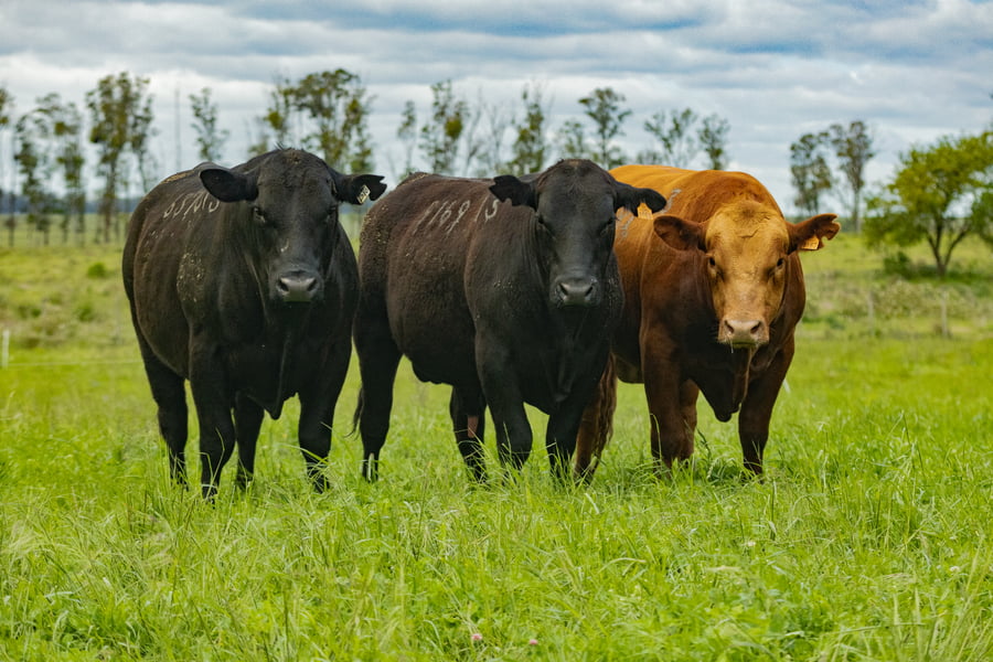 Lote Toros SA 2 AÑOS