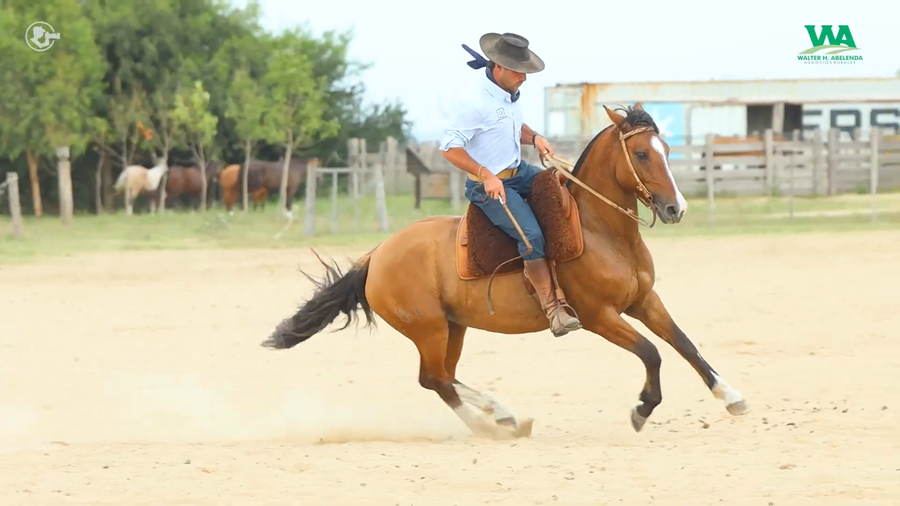 Lote LA ROSADA ONDINA