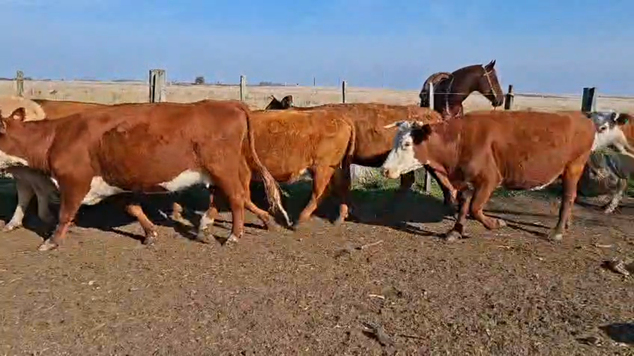 Lote VACAS PREÑADAS
