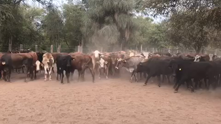 Lote 150 Novillitos en Las Lomitas, Formosa