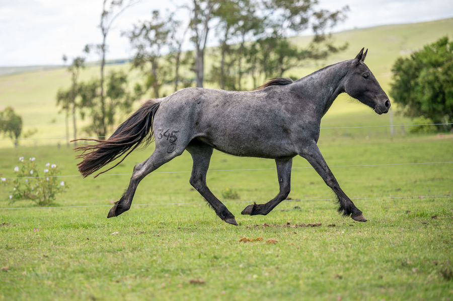 Lote GRUÑONA EL TACUARAL