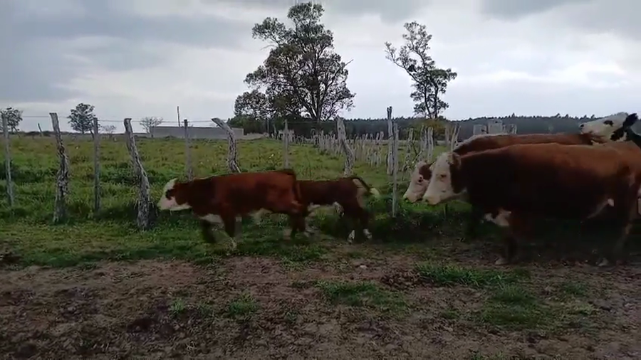 Lote 112 Vacas usadas paridas