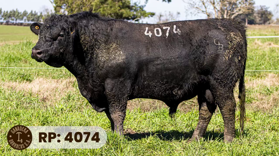 Lote RP 4074