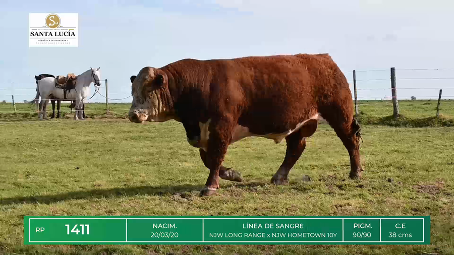 Lote TOROS HEREFORD