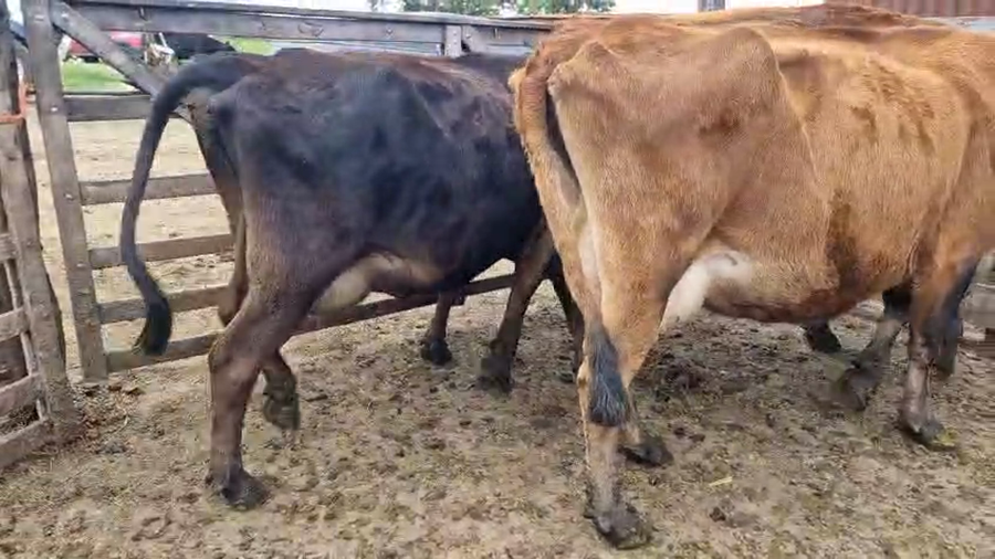 Lote 3 Vaca a remate en Pantalla Camy, San José