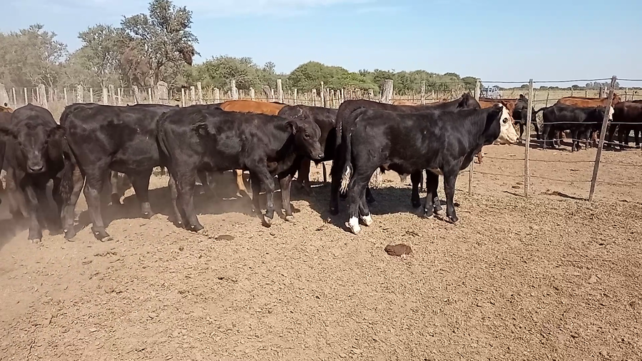 Lote 29 Terneros en Santa Fe, Monigotes