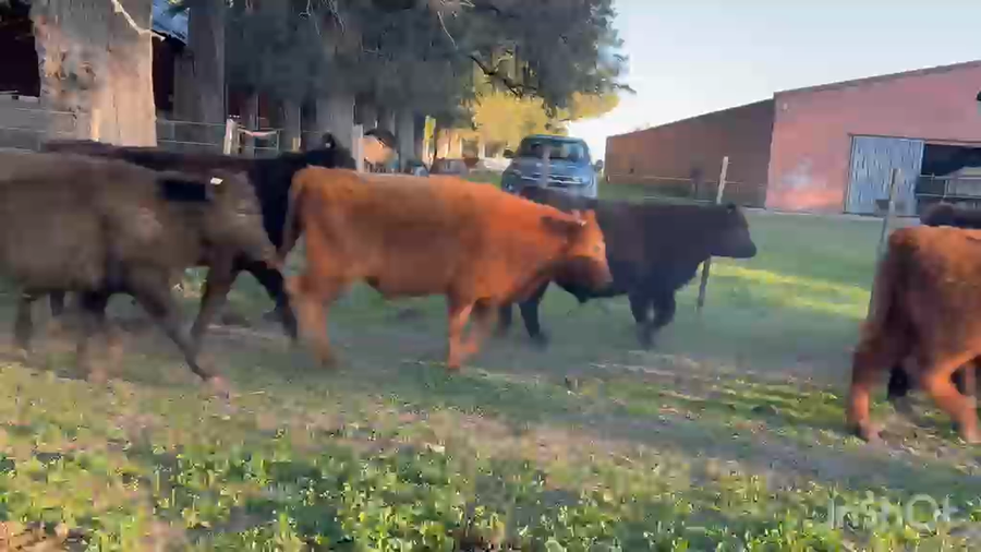Lote 65 Terneros