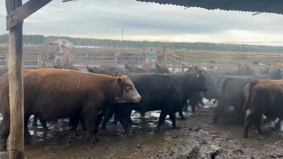 Lote 20 Novillo Gordo en Cabrero, VIII Región Biobío