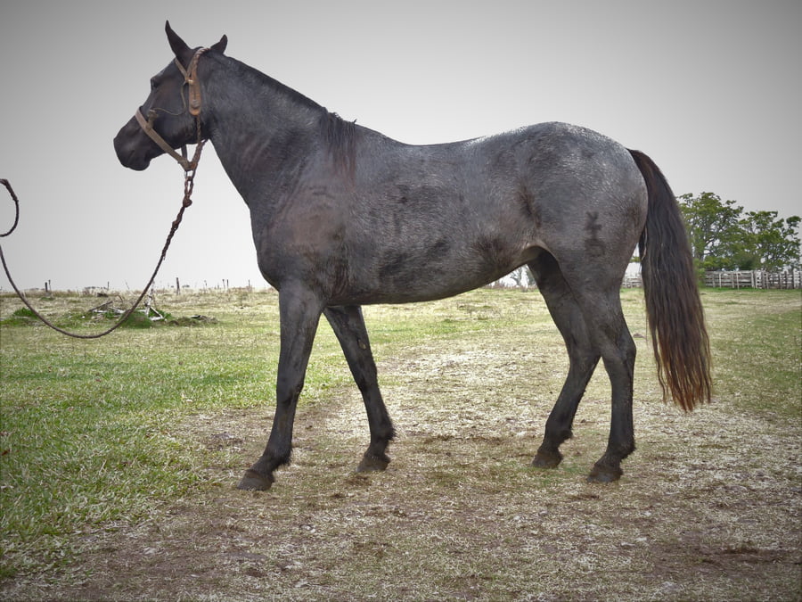 Lote TELESCOPICA EL TACUARAL - R.P. 309