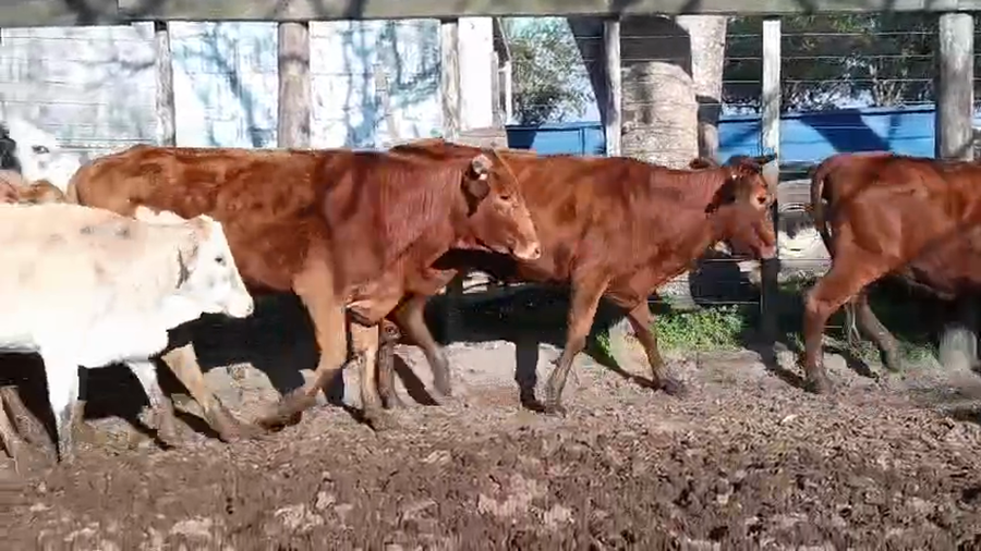 Lote 50 Vaquillonas en Corrientes, Mburucuyá