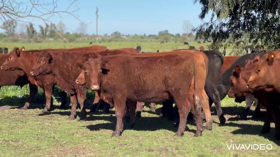 Lote 150 Novillitos