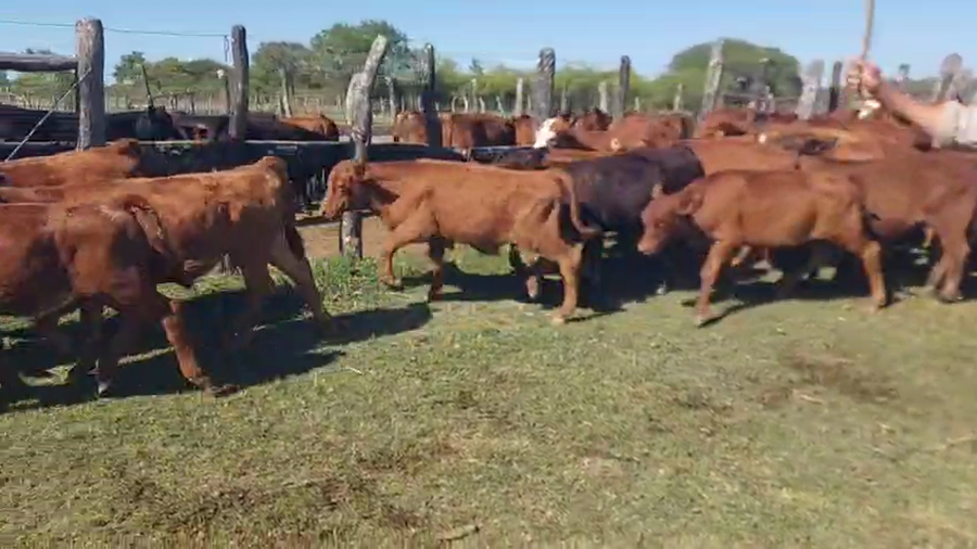 Lote 80 Terneros