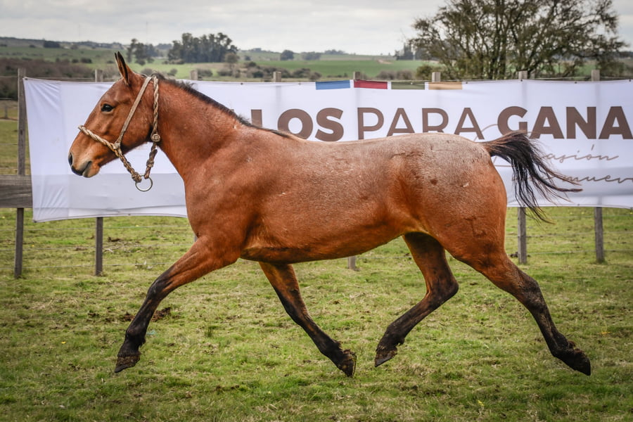 Lote PANAMEÑA MOLLES