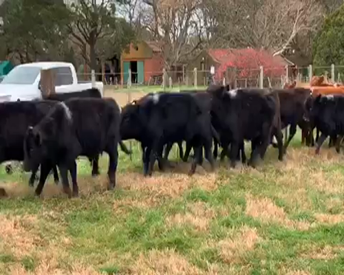 Lote 26 Terneros/as de 180Kg en Pila, Buenos Aires