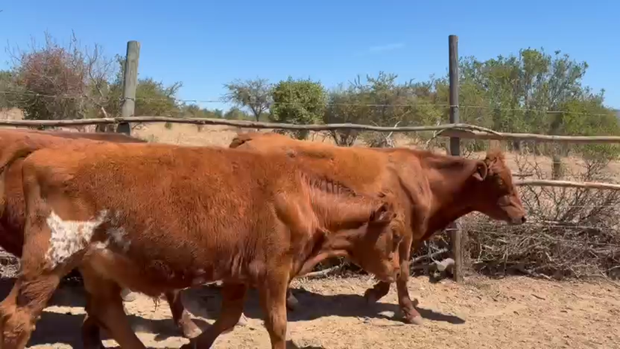 Lote 20 Novillo Engorda en La Ligua, V  Región Valparaíso