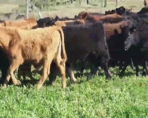 Lote 105 Terneros en Entre Ríos, Villaguay