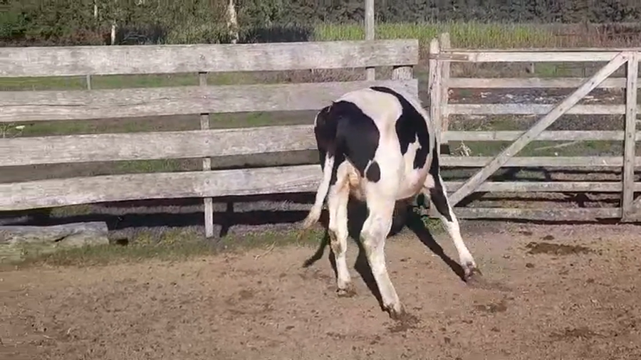 Lote Novillos Holando HOLANDO a remate en #44 Pantalla Carmelo 285kg -  en SANTA ROSA