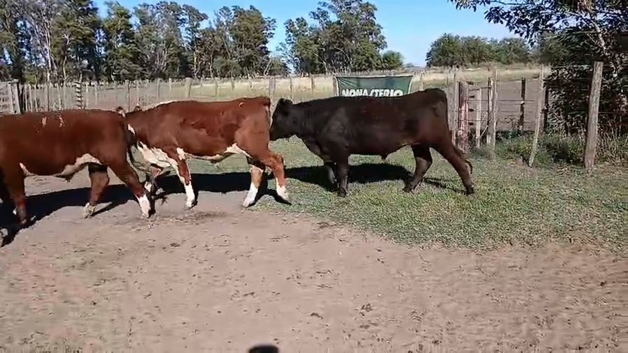 Lote 83 Novillos en Daireaux