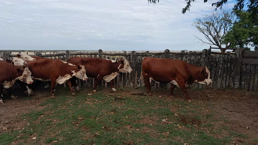 Lote 12 Vaca Consumo