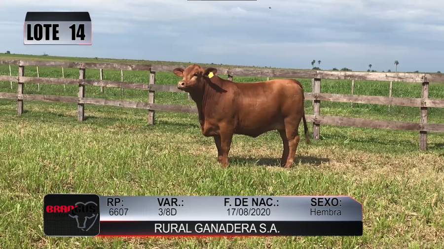 Lote Nacional de Otoño Brangus Campo - Lote 14