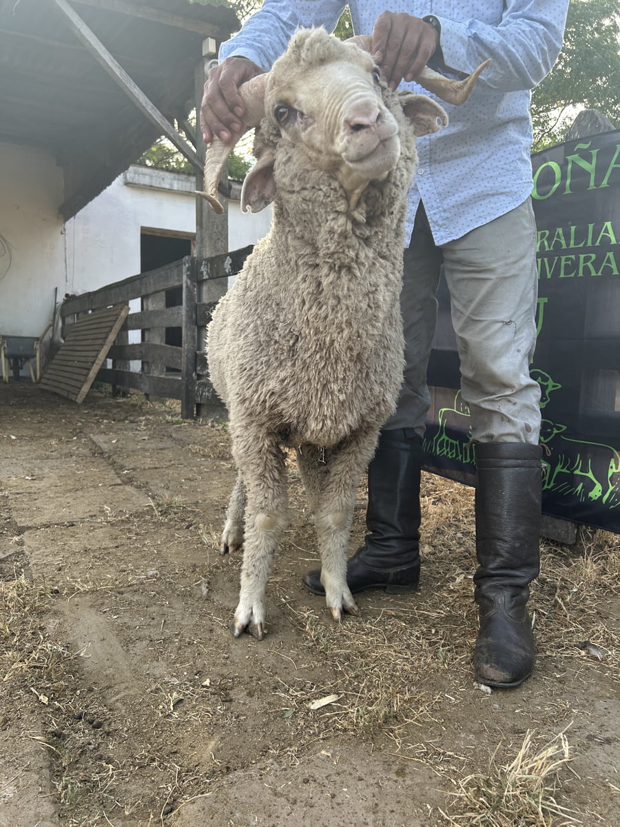 Lote Borrego 2D (MO: No)