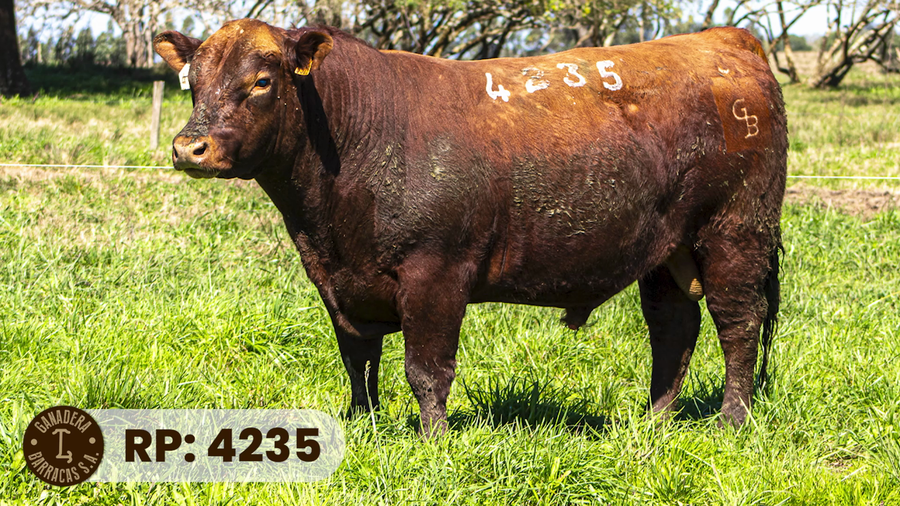 Lote RP 4235