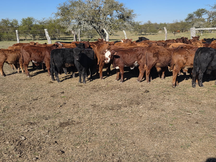 Lote 126 Terneros/as en Corrientes, Curuzu Cuatia