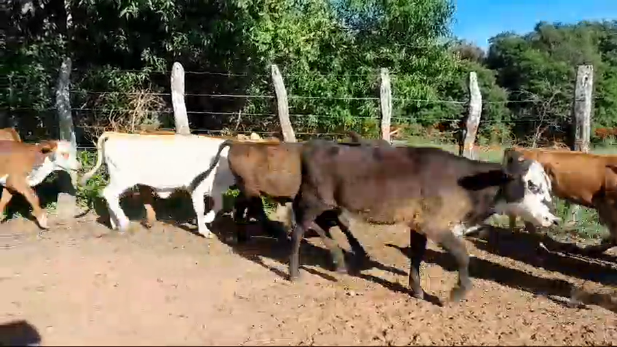 Lote 120 Terneros/as