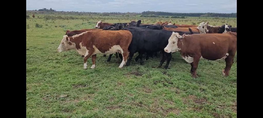 Lote 25 Vacas de invernar en Villa Elisa, Entre Ríos