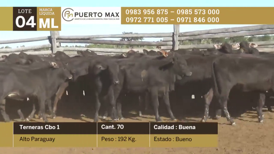 Lote Terneras más de 170 kg