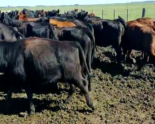 Lote 35 Vacas para Invernar de 380 kg, en Rauch, Buenos Aires