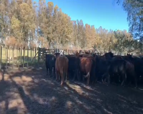 Lote 45 Novillos en Laprida, Buenos Aires