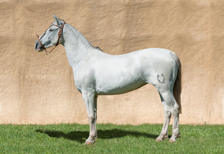 Lote CONSTANCIA DE LA NATA RP 1347