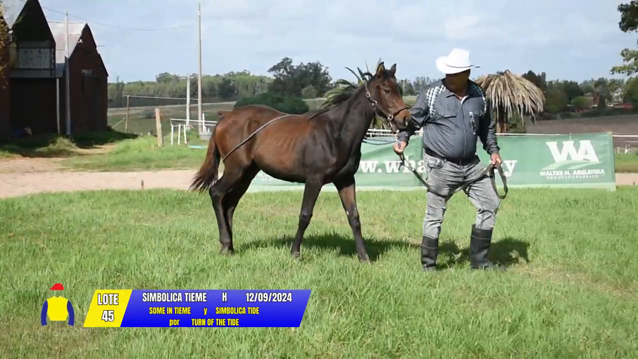 Lote SIMBOLICA TIEME