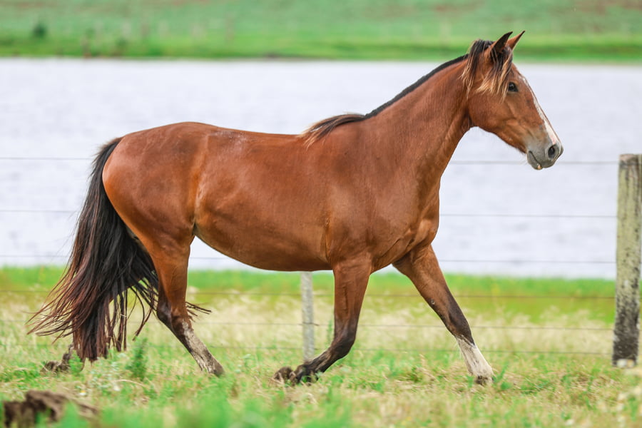 Lote LOTE CATANDUVA CHARMOSA