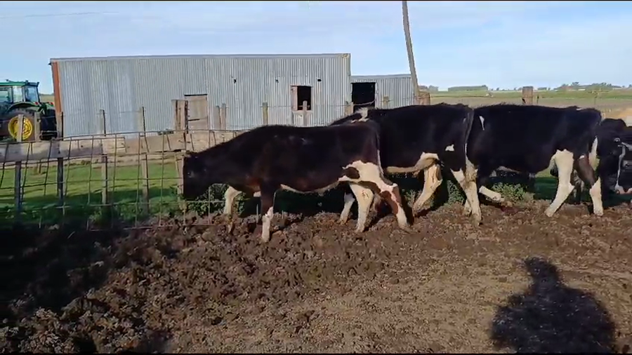 Lote (Vendido)6 Novillos HOLANDO a remate en #35 Pantalla Carmelo 260kg -  en CAMINO EL ABUELO