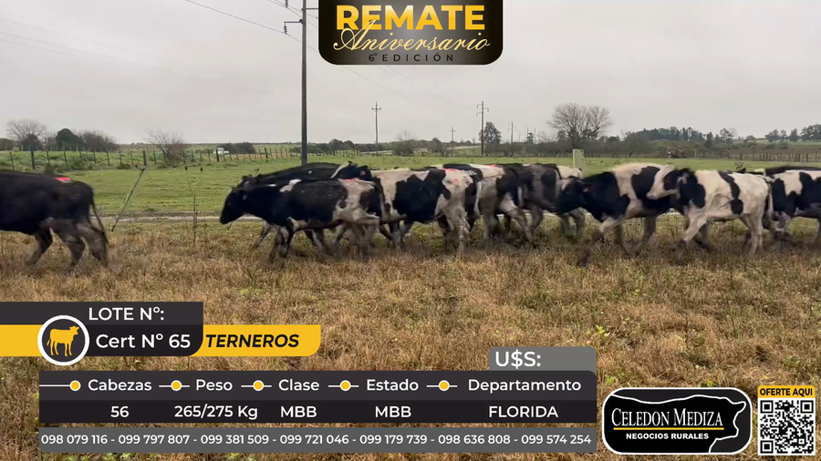 Lote 56 Terneros en Florida