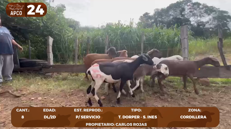 Lote LOTE 24 -POR PANTALLA