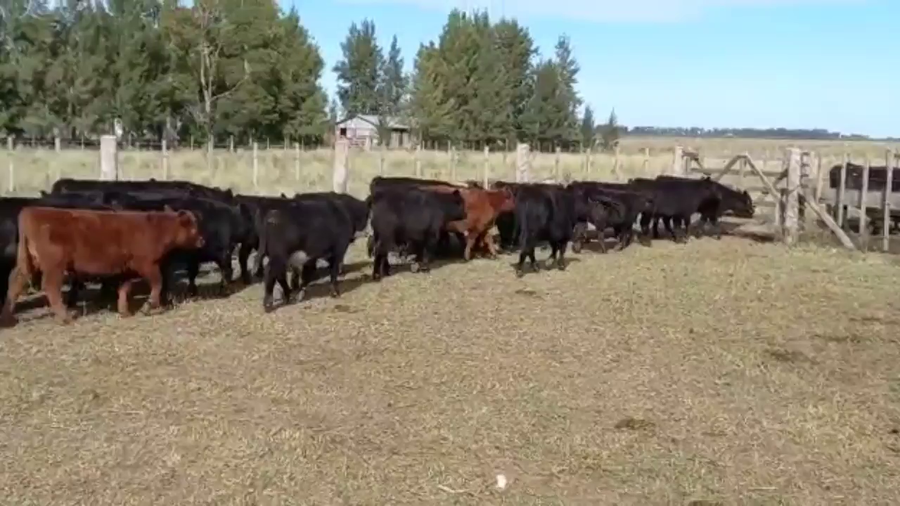 Lote 65 Terneros/as en Magdalena, Buenos Aires