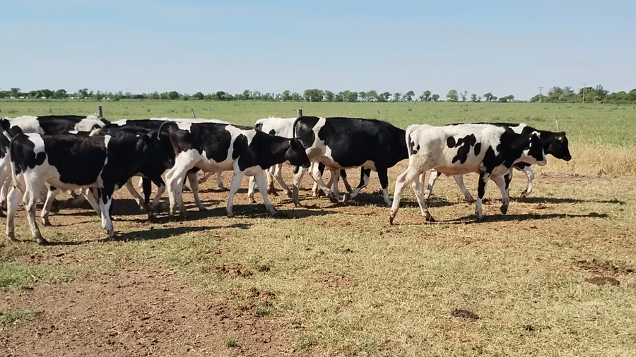 Lote 23 Novillitos Holando Argentino en Porteña, Córdoba