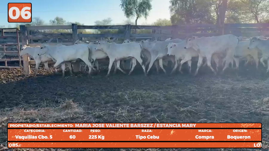 Lote LOTE 6