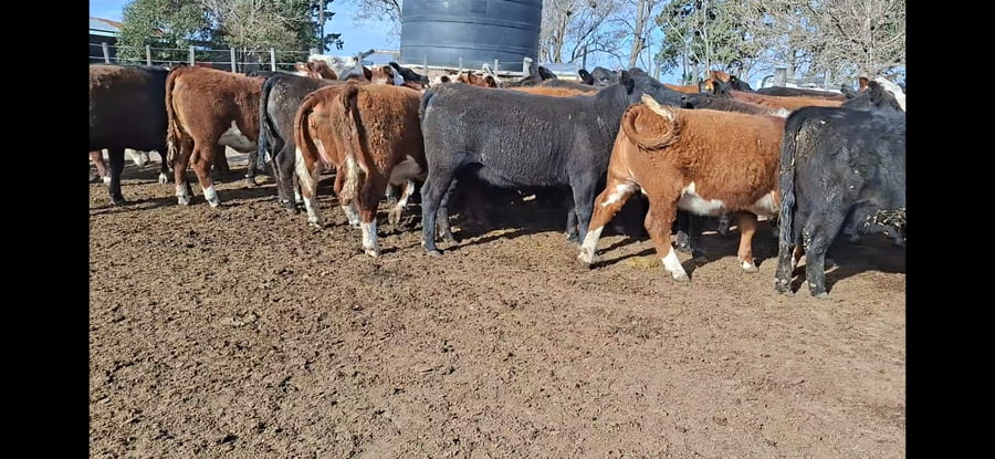 Lote 45 vaquillonas Faena en Río Cuarto, Córdoba