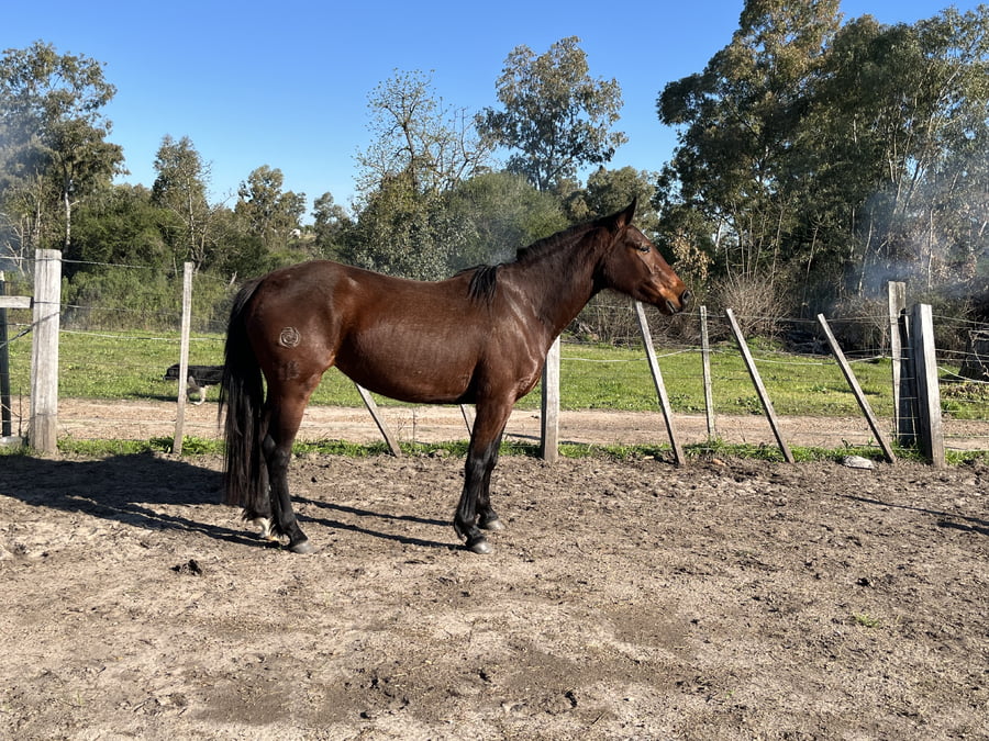 Lote CIRUELA D RAMON