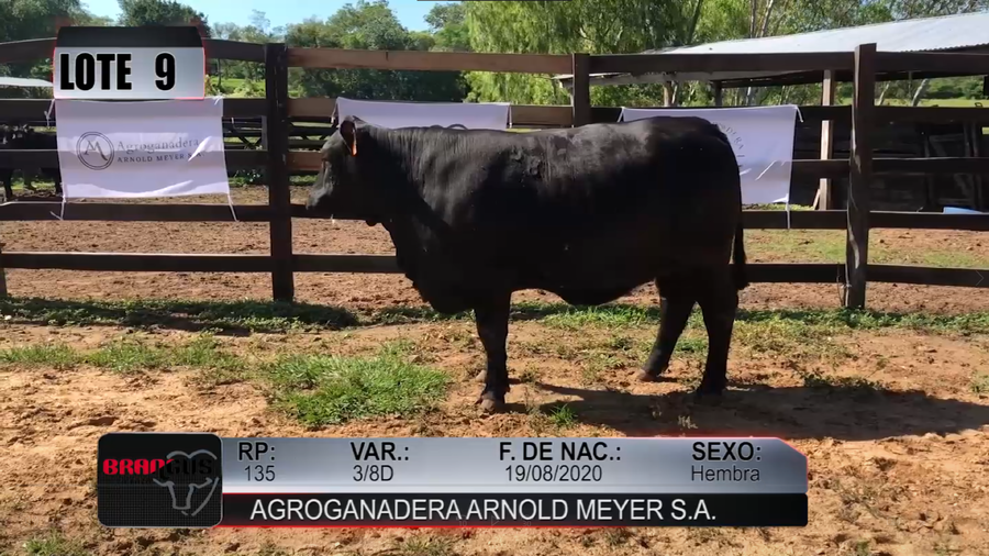 Lote Nacional de Otoño Brangus Campo - Lote 9