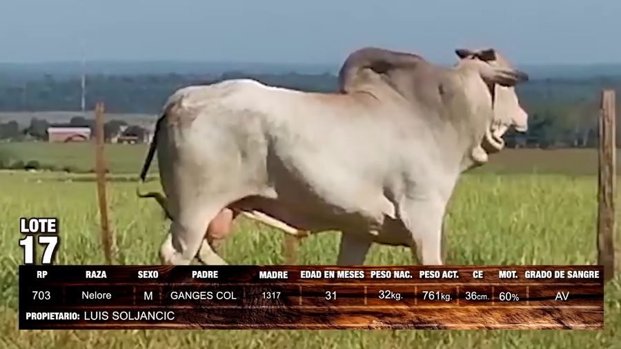 Lote Nelore