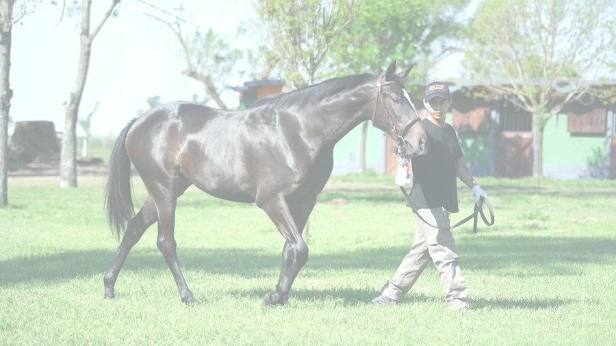 Lote NUDA PROPIEDAD (NICODEMUS - LAST WAKE)